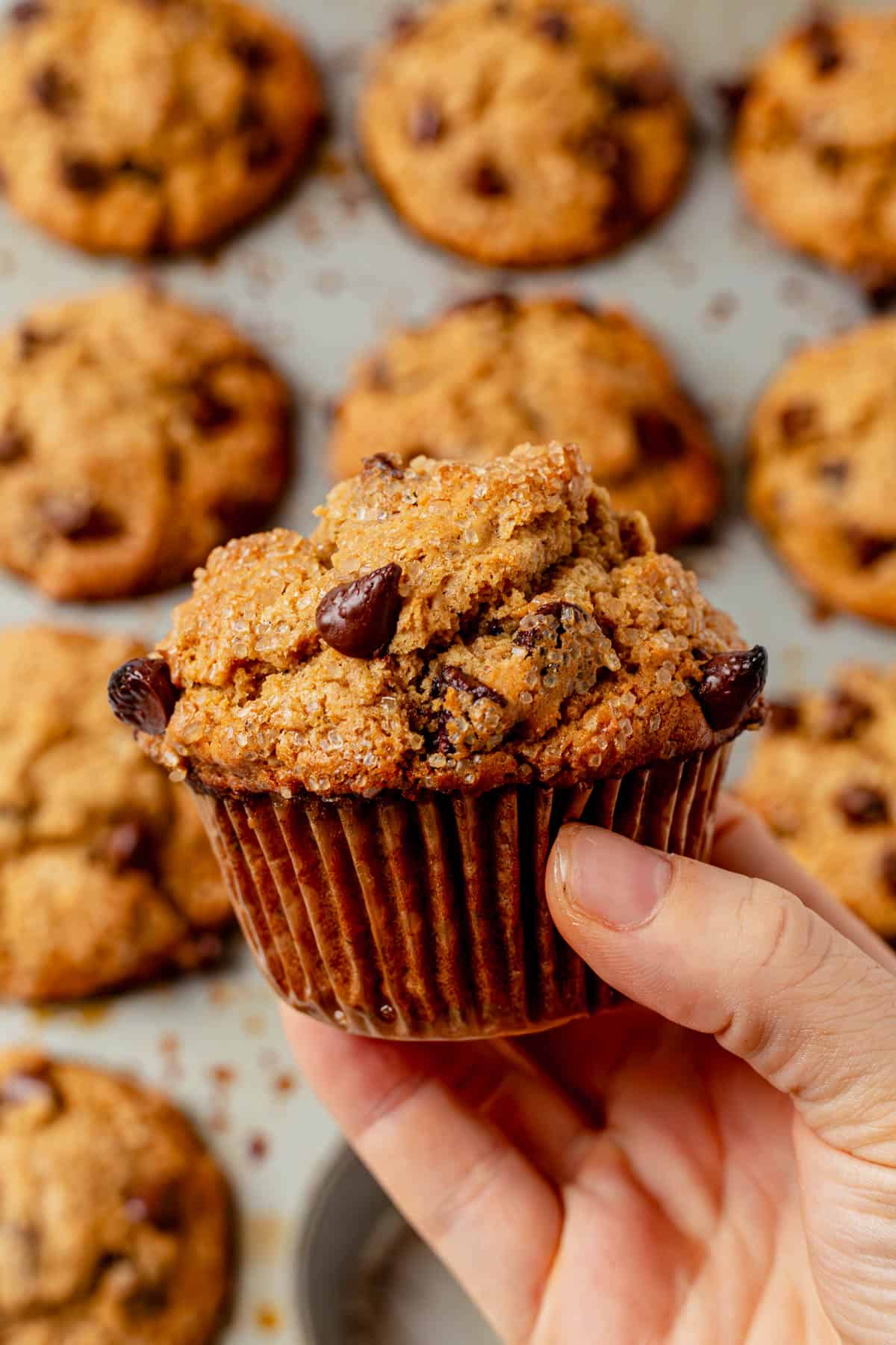 holding a chocolate chip oat muffin with a big bakery style dome top.